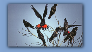 1993_WA_D06-14-46 Rotschwnziger Rukakadu.jpg